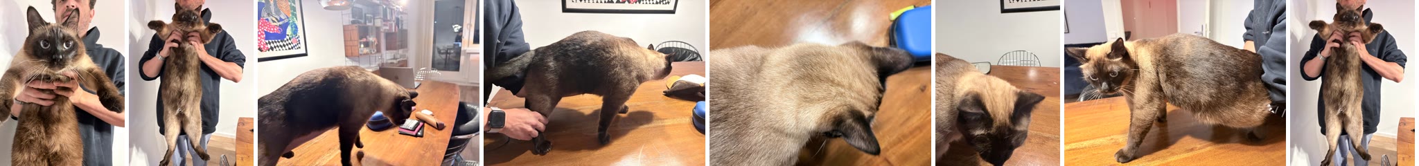 The 8 reference photos of our cat: held up, from the side, from above, standing