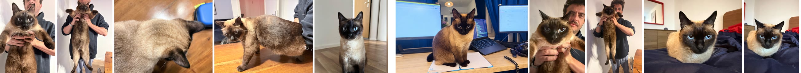 Reference photos: 5 of the first cat, 5 of the second