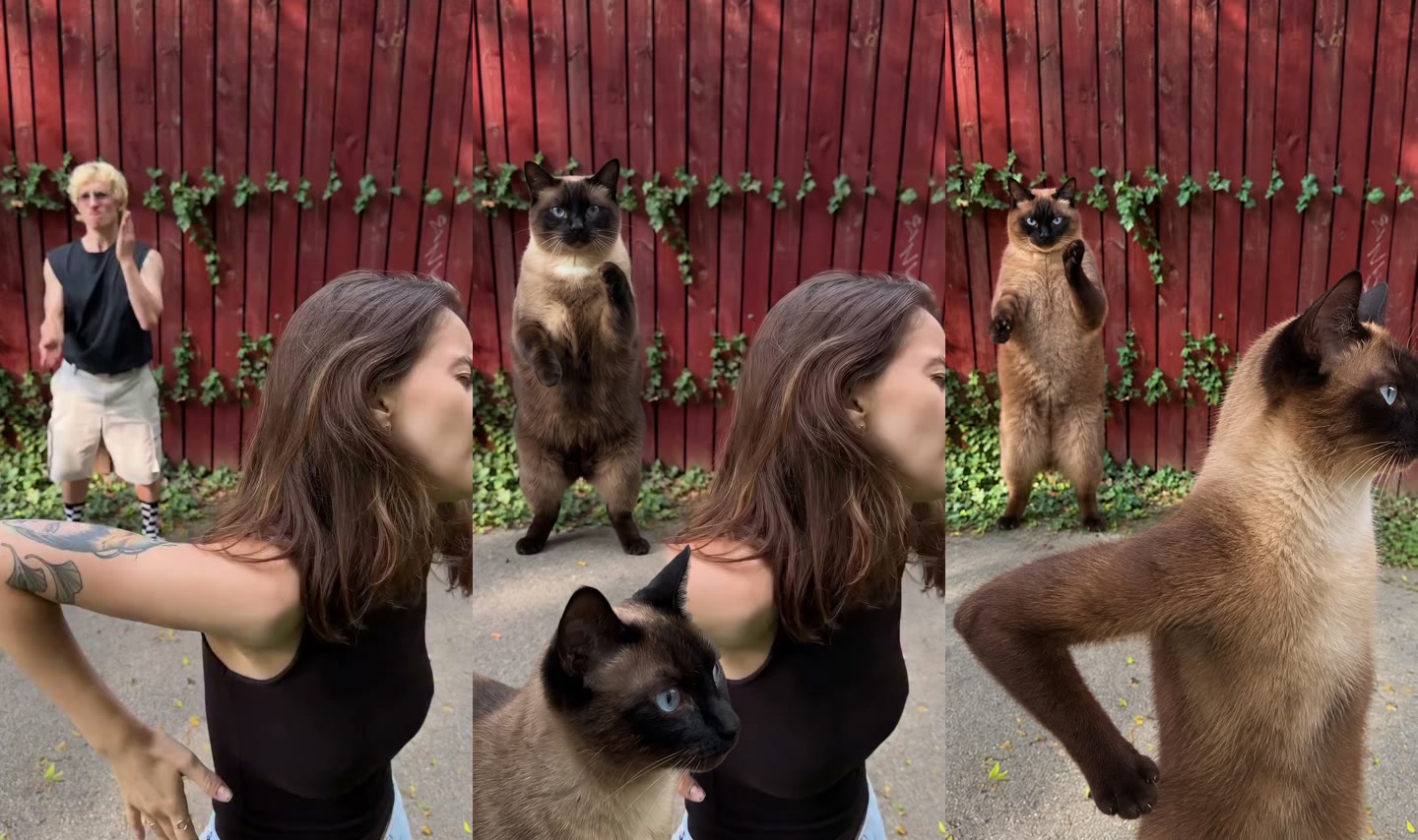 Three versions of the clip's first frame: the original two dancers, Nano Banana Pro's attempt with the woman still there and a cat beside her, GPT Image 2.5 with both dancers replaced by cats